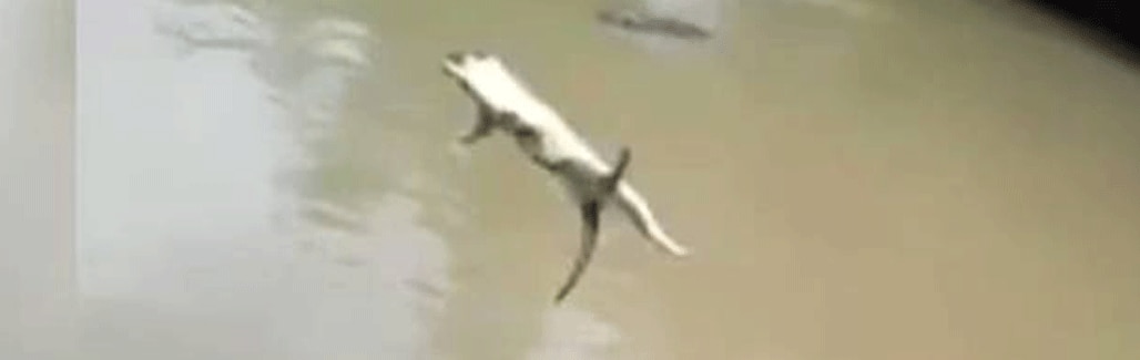 [Horrific] Cat thrown to hungry crocodiles sparks outrage