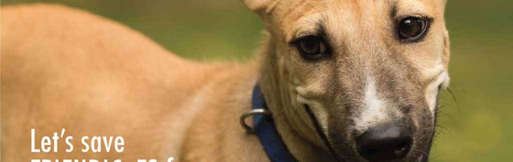 How animal lovers can make Delhi a better place