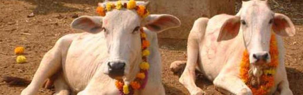 Do we need a slut walk for cow protection? Do we need a slut walk for cow protection?