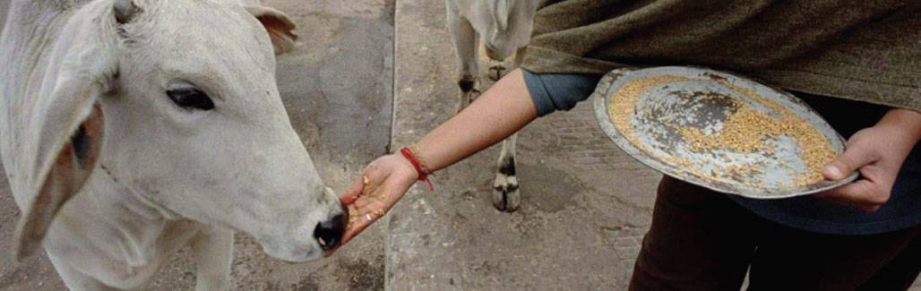 Sad! Better to be a cow than a Dalit or Muslim today Sad! Better to be a cow than a Dalit or Muslim today