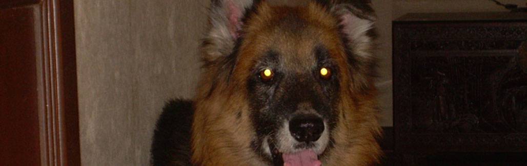 Sanjay Jha on a dog's life