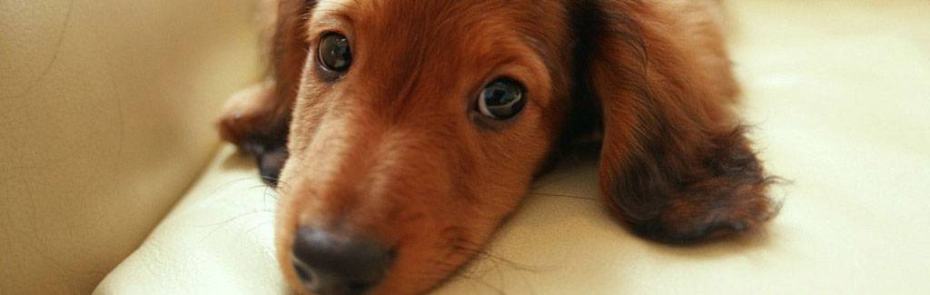 Woof! BJP is going to the dogs Woof! BJP is going to the dogs