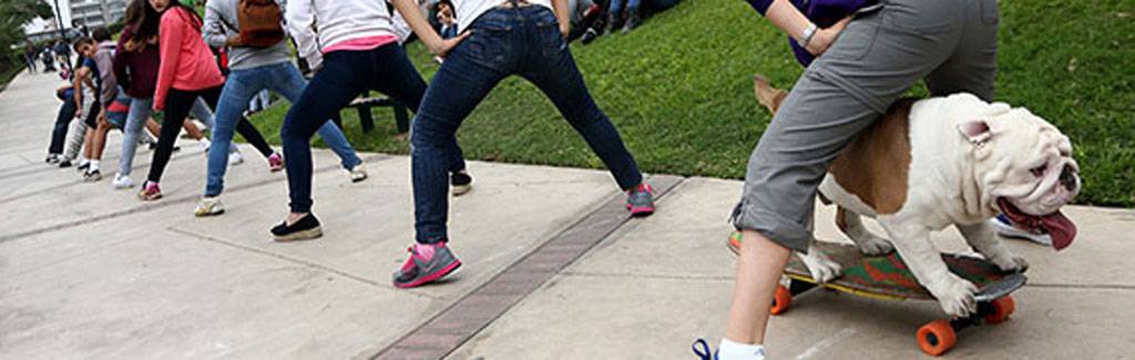 Dog sets a Guinness World record for skateboarding and you won't believe how