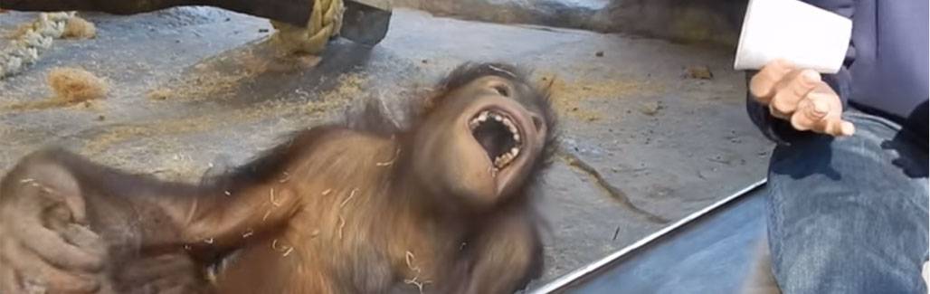 Orangutan sees magic trick and goes bananas Orangutan sees magic trick and goes bananas