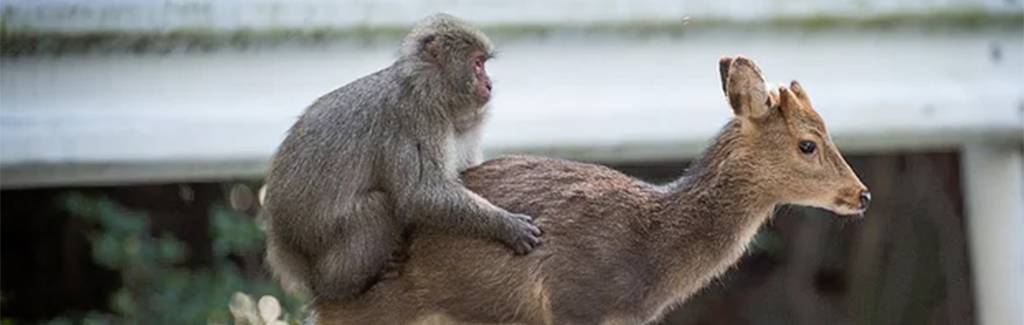 Why a snow monkey attempting sex with deer is news Why a snow monkey attempting sex with deer is news