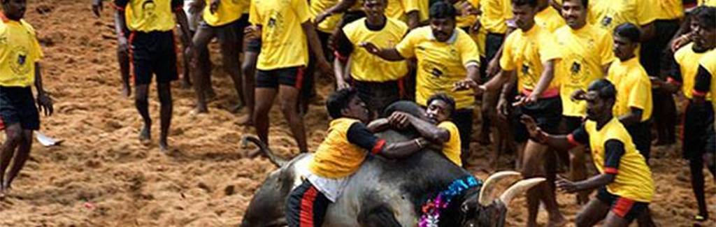 On Jallikattu, both BJP and Congress are equally guilty of hypocrisy