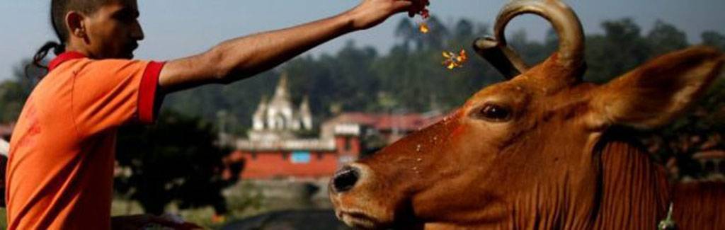How the Indian cow went from holy to capitalist How the Indian cow went from holy to capitalist
