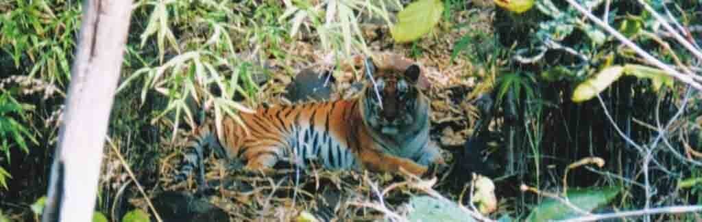 How new hurdles are delaying the Ken-Betwa river link project How new hurdles are delaying the Ken-Betwa river link project