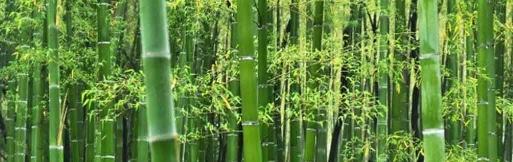 Grass, not tree: Why it took India 90 years to reclassify bamboo Grass, not tree: Why it took India 90 years to reclassify bamboo