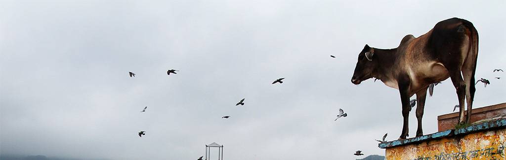 Haryana minister rewarding boxing champions with desi cows is a sign of our times