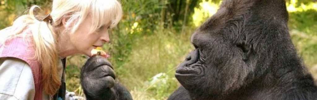 Koko, we love you – why we can care for an animal we never even knew