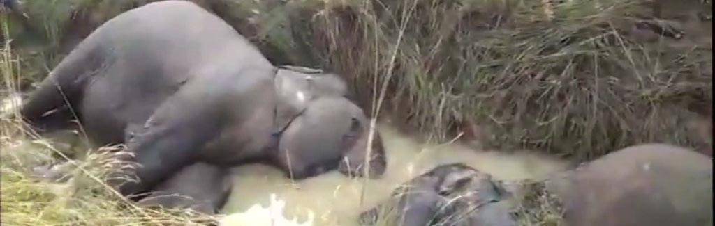How to kill 7 elephants: You just need electric wire and a callous administration. Look at Dhenkanal, Odisha How to kill 7 elephants: You just need electric wire and a callous administration. Look at Dhenkanal, Odisha