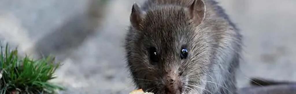 Is Black Death back? What you need to know about bubonic plague