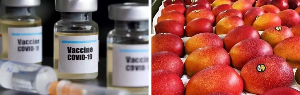DailyOh! The mega Covid vaccine scam in Mumbai, to mangoes for Rs 2.7 lakh a kilo