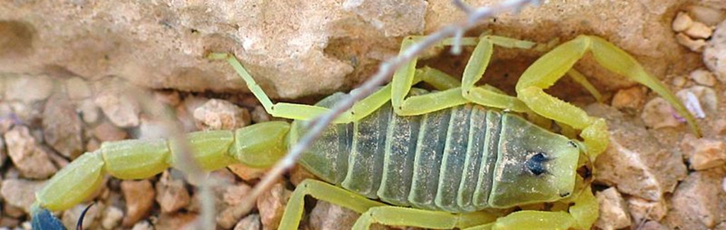 A Scorpion Plague in 2021? What is happening in Egypt?