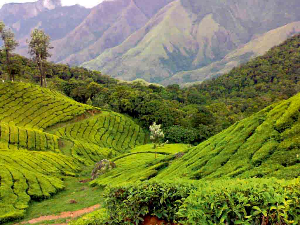 Tea Gardens, Munnar