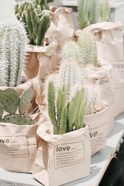 cacti_071618030607.jpg