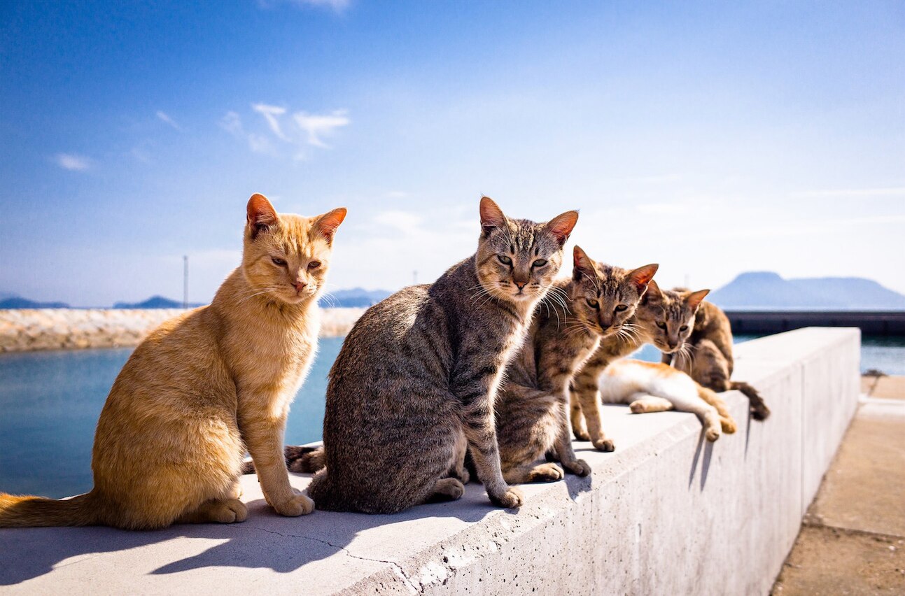 Japan's best islands to visit, from Okinawa to cat sanctuary Aoshima