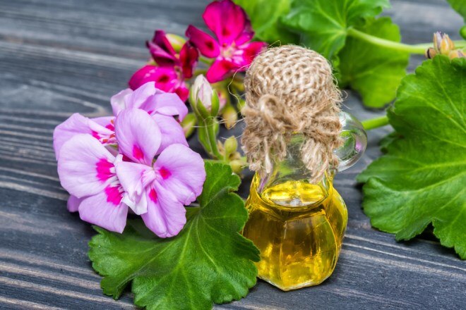 geranio-essential-oil-uses-and-benefits_032320065729.jpg geranio-essential-oil-uses-and-benefits_032320065729.jpg