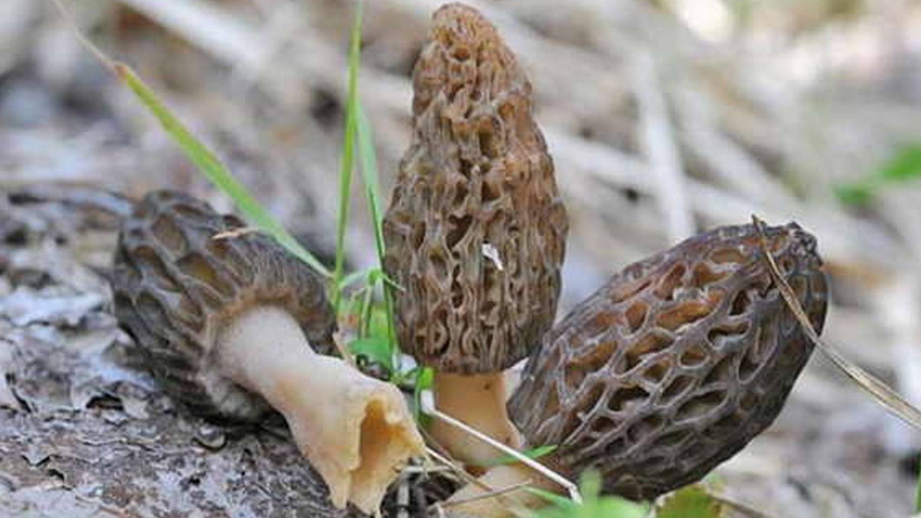 FACTS मशरूम गोरा नहीं करता अल्पेश भाई, ये हैं इसके फायदे facts of