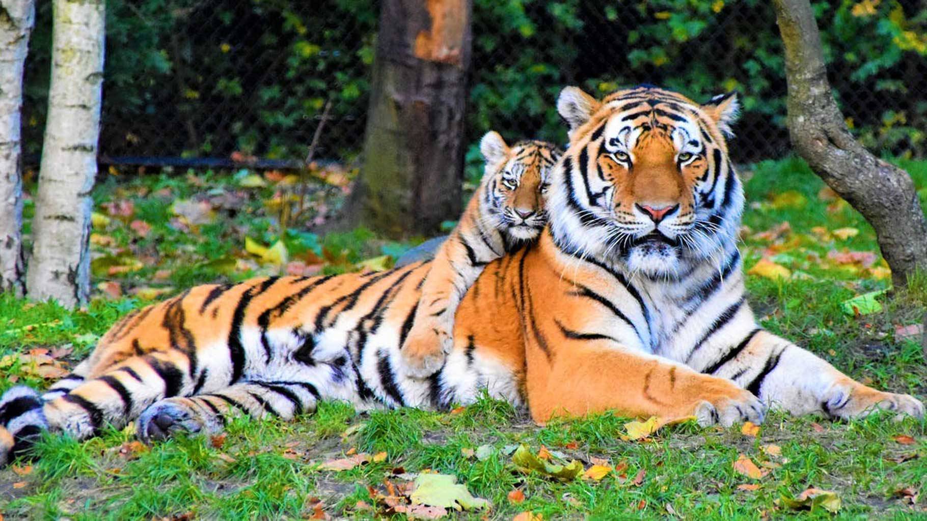 भारतीय बाघों का प्रधानमंत्री मोदी के नाम पत्र ज़रूर पढ़ना चाहिए - World