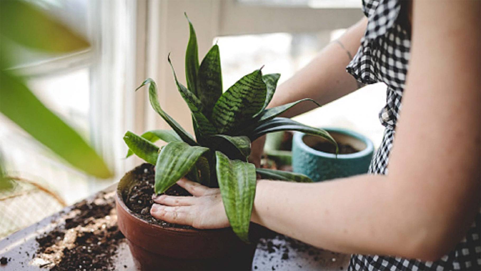 ऑक्सीजन बढ़ाने वाले 10 पौधों के बारे में जानते हैं आप