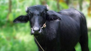 गायों के देश में भैंस का राज