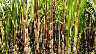 गन्ने की मिठास में डूब रहा है देश