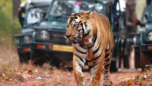 रणथंभौर का 'उस्ताद' क्यों नहीं है हत्यारा...