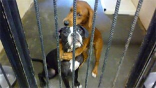 दो कुत्तों की जादू की झप्पी और दुनिया दीवानी