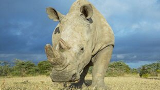 ...सिर्फ एक ही बूढ़ा सफेद नर गेंडा बचा है दुनिया में!