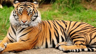 देश के नक्शे पर टाइगर के निंशा!