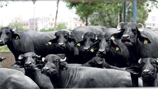 हाय री व्यवस्था! 4 महीनों से 9 भैंसों को खोज रही दिल्ली पुलिस