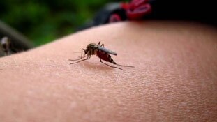 सॉफ्टवेयर के सहारे मच्छरों से लड़ाई!