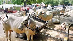 मांसाहार के समर्थन का मतलब मानवता का विरोध!