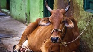 क्या भारत में महिलाओं से ज्यादा गाय जरूरी हैं?