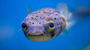 कौन है सबसे क्यूट?