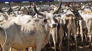 गोमांस पर बैन अगर हत्यारा बनाता है, तो इसे हटाया जाए