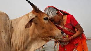 अब खामोश है गौ-रक्षा का नारा देने वाला