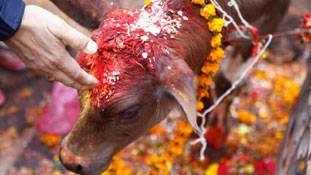 एक पाकिस्तानी के तर्क से समझिए हिंदू गोमांस क्यों  नहीं खाते...