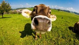 बीफ फेस्टिवल: भारत में सहिष्णुता का आईना