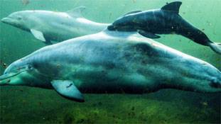 आखिर क्यों रूसी मिलिट्री कर रही है डॉल्फिंस की भर्ती?