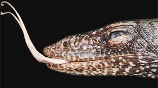 काला पानी की सजा या मजा भोग रही थीं ये छिपकली अब तक!