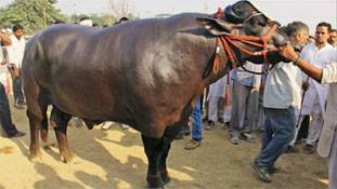 ‘युवराज’ के लिए 9 करोड़ का ऑफर, फिर भी नहीं बिकेगा