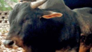 'क्या मेरे सांड को आजम की भैंसों की तरह खोजेगा प्रशासन?'