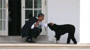 अमेरिकी राष्ट्रपति चुनाव में रेस ‘प्रथम’ कुत्ते की