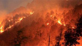 उत्तराखंड के जंगलों में आग लगी या लगाई गई? उत्तराखंड के जंगलों में आग लगी या लगाई गई?