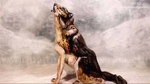 अद्भुत कलाकारी! तीन निर्वस्त्र महिलाओं से बन गई एक भेड़िए की तस्वीर