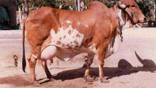 गिर की गाय के मूत्र में मिला सोना! यानी पवित्र ही नहीं कीमती भी है गाय