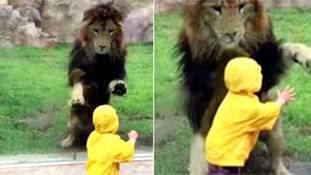 सांसें थामने वाला पल! जब बच्चे पर झपटा शेर, वीडियो वायरल